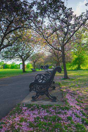 Greenwich park is the best place and public park to see cherry blossom trees on April in London, England, United Kingdom