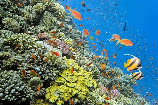 istock Shoal of fish 147091822