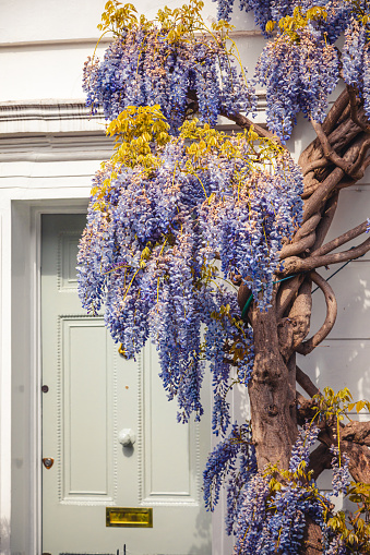 The photo showcases a picturesque street in Notting Hill, Kensington, and Chelsea in London, where rows of charming Georgian houses are covered in a delicate cascade of purple, blue or pink wisteria flowers on trees. Wysteria is a genus of flowering plants in the legume family, Fabaceae (Leguminosae).  The houses themselves are quaint and cozy, with charming brick facades and intricate architectural details that hint at their rich history. The wisteria flowers, which drape themselves over the facades and spill out of windowsills and balconies, add a touch of whimsy and romance to the scene. Their purple petals glow softly in the warm, golden light of the setting sun, casting a dreamy, almost ethereal quality over the street. Despite the grandeur of the wisteria flowers, the street remains intimate and inviting, with a few people casually strolling down the sidewalk or sitting on front stoops, enjoying the beauty of their surroundings. The photo captures the essence of a perfect spring day in Kensington and Chelsea, where the streets are alive with color and the air is filled with the sweet, heady scent of wisteria in bloom.