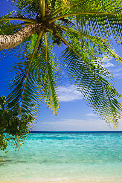 istock Tropical Paradise at Maldives 147091895