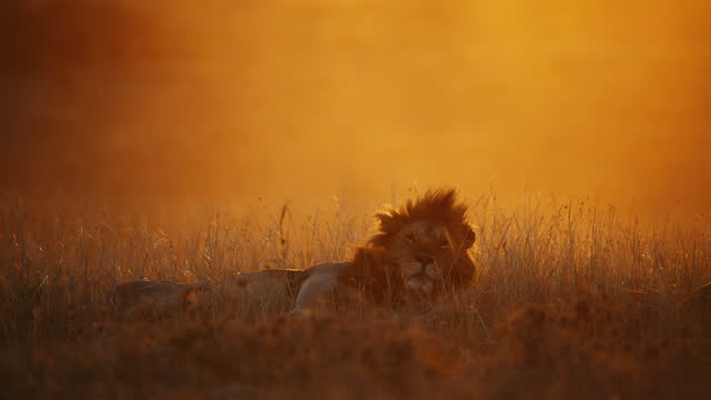SLOW MOTION of a Lion at sunrise