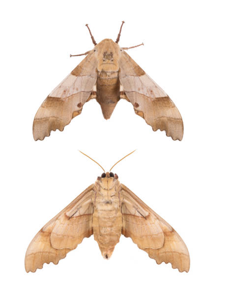 istock butterfly moth isolated on white background 1470919719