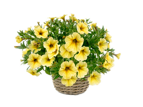 beautiful bouquet of yellow petunias isolated on white background