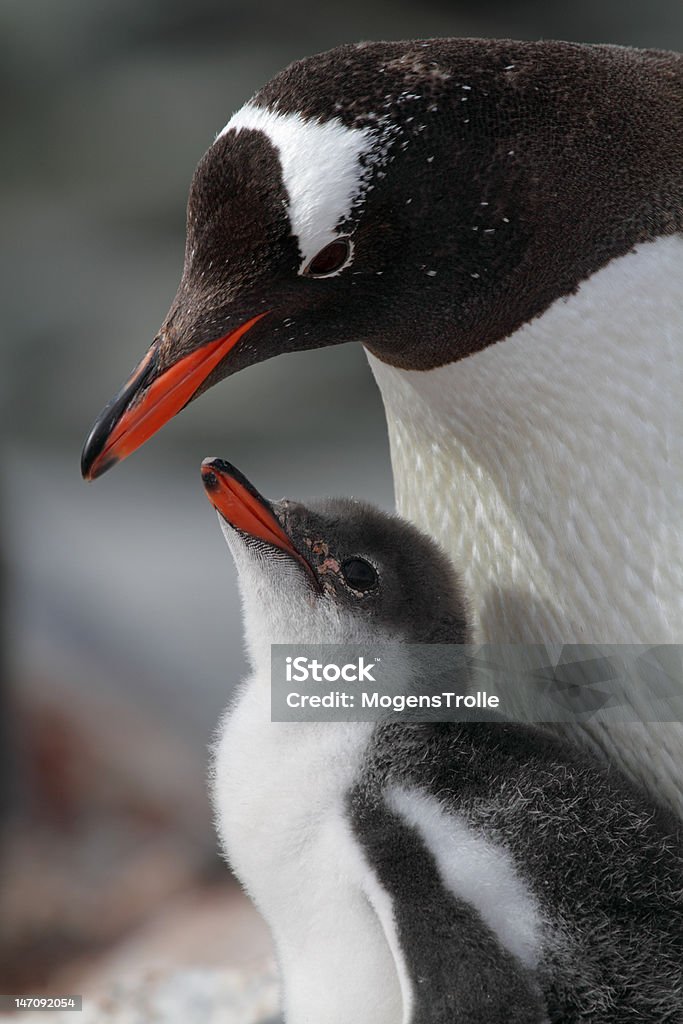 Manchot papou parents sur de nourrir impatient chick, Antarctique - Photo de Manchot libre de droits