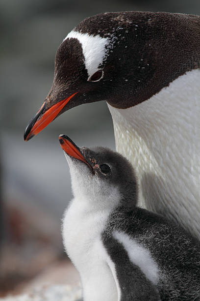 istock Gentoo penguin parent about to feed impatient chick, Antarctica 147092054