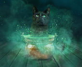 black cat inside magic kettle looking into camera
