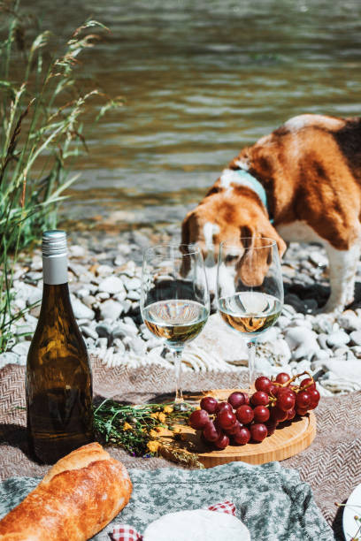 rustic picnic on the coast with two wine glasses, bottle, baguette and cheese. rest with dog - drink close up dairy product flowing imagens e fotografias de stock