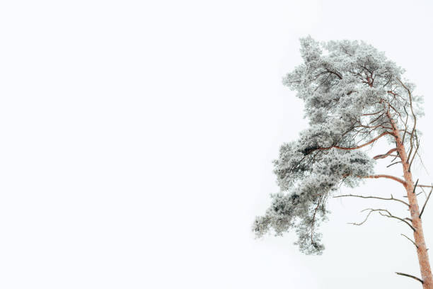Snow-covered pine against a cloudy gray winter sky. Natural background, copy space