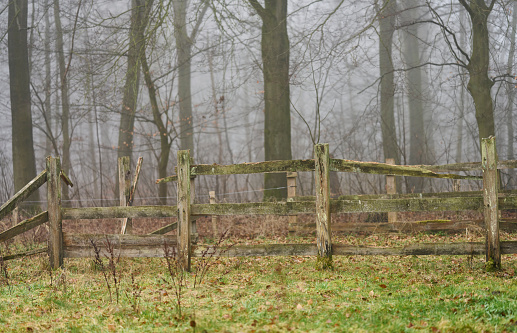 Foggy winter day in beech forest