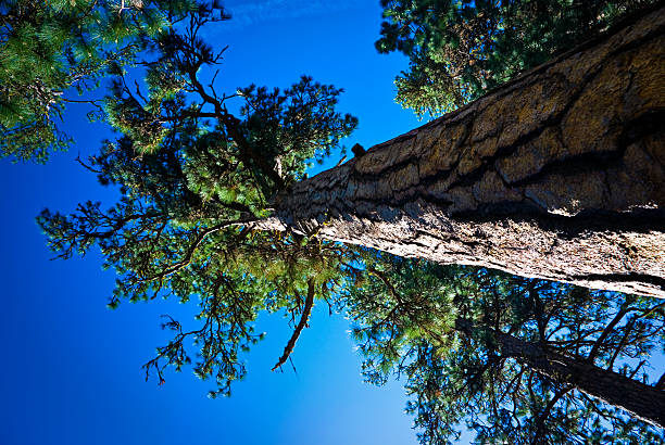 This Ponderosa lives in Ponderosa Park in McCall Idaho.
