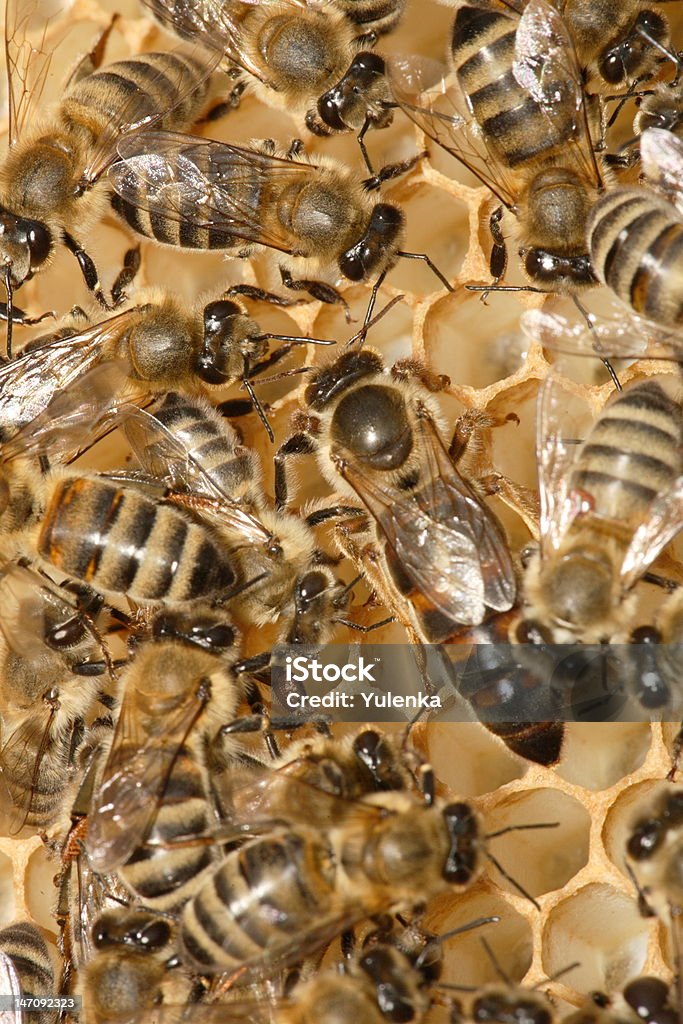 bee-Familia en la panal - Foto de stock de Abeja libre de derechos