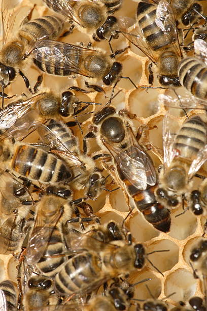 bee-family on the honeycomb stock photo