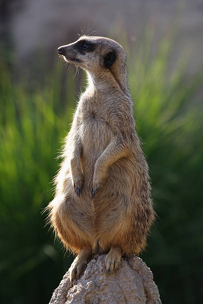 Meerkat stock photo