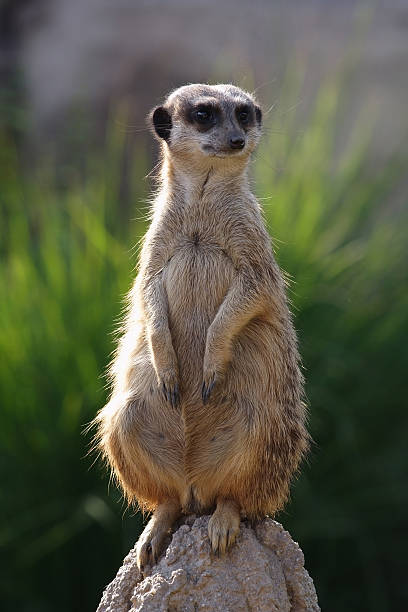 Meerkat stock photo