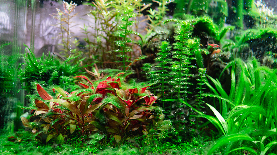 Algae in a dirty home aquarium withCO2, Alternanthera reineckii mini covered with different types of algae, trouble starting an aquarium