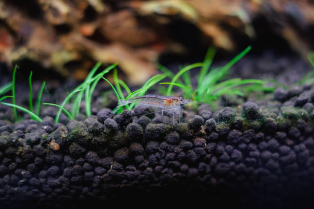 Freshwater amano shrimp on the soil in a plant aquascape Freshwater amano shrimp on the soil in a plant aquascape close-up amano aquarium stock pictures, royalty-free photos & images