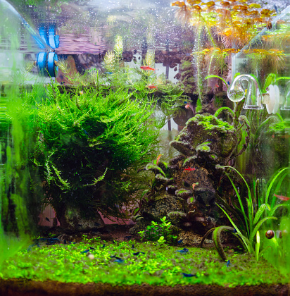 Algae in a freshwater aquascape with CO2, a home dirty aquarium with fish, shrimp and plants overgrown with different types of algae, trouble starting an aquarium