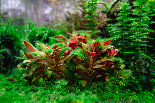 Algae in a dirty home aquarium with shrimps and CO2, Alternanthera reineckii mini covered with different types of algae, trouble starting an aquarium