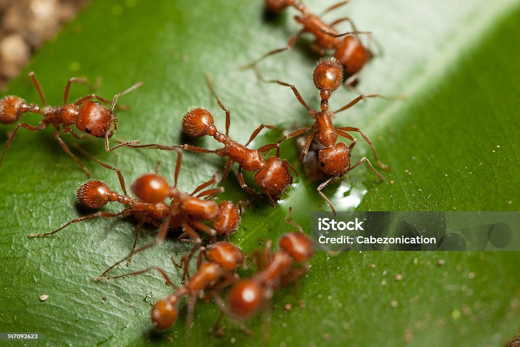 ants - Foto de stock de Actividad libre de derechos