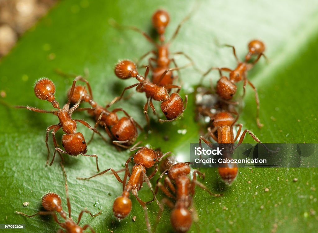 ants - Foto de stock de Hormiga roja de fuego libre de derechos