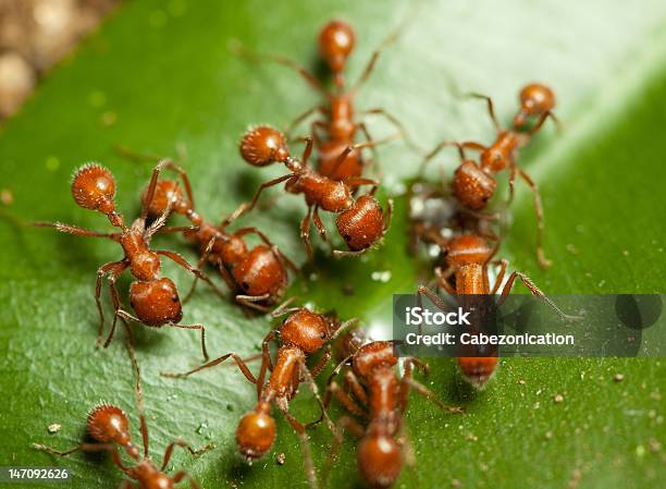 Ants Foto de stock y más banco de imágenes de Hormiga roja de fuego - Hormiga roja de fuego, Colonia - Grupo de animales, Actividad
