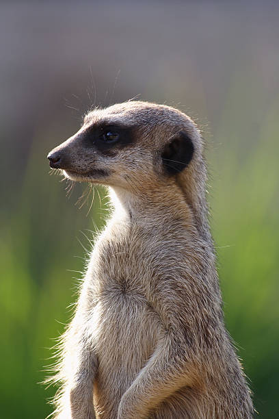 Meerkat stock photo