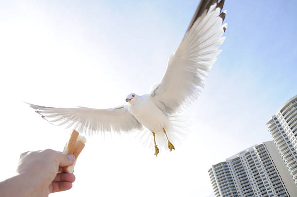 istock The sea gull approaches 147092755