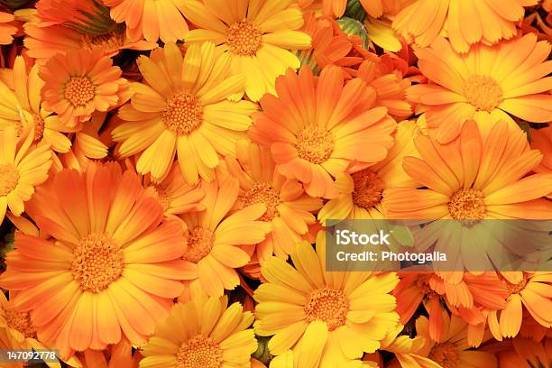 Calendula Stock Photo - Download Image Now - Beauty In Nature, Field Marigold, Flower
