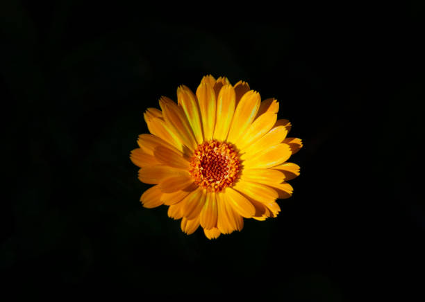 flor amarilla de primer plano sobre fondo negro. - perfection gerbera daisy single flower flower fotografías e imágenes de stock