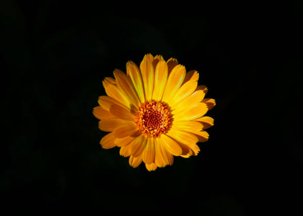желтый цветок крупным планом на черном фоне. - perfection gerbera daisy single flower flower стоковые фото и изображения