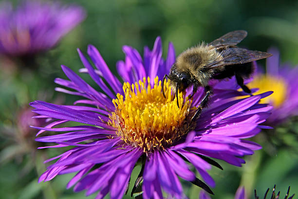 Bourdon sur Violet aster - Photo