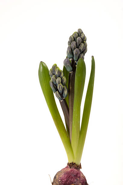 Hyacinth stock photo