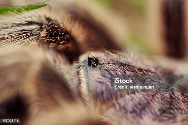 Macro Close Up Tarantula Stock Photo - Download Image Now - Animal, Animal Hair, Animal Wildlife