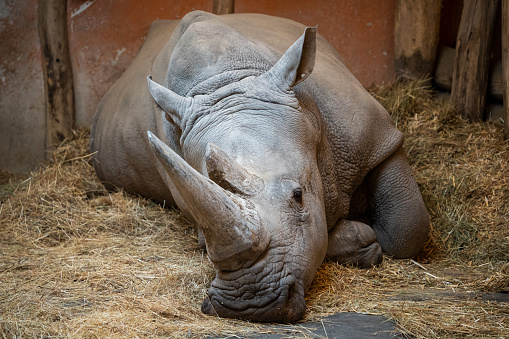 A black rhinoceros, black rhino or hook-lipped rhinoceros resting on ground indoors, close-up portrait.