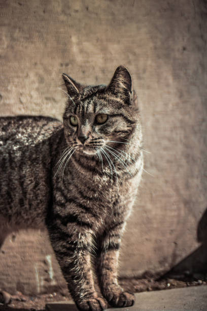 istock Street cat closeup 1470932279