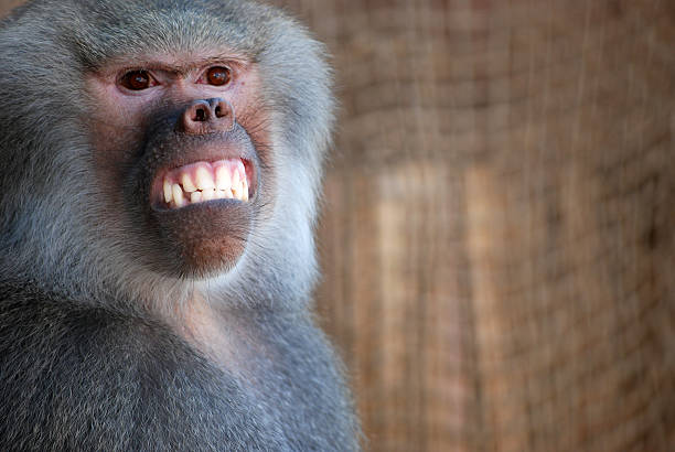 Smile Big Stock Photo - Download Image Now - Baboon, Smiling, Africa -  iStock