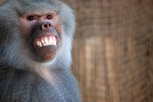 Smile Big Stock Photo - Download Image Now - Baboon, Smiling, Africa - iStock Smile Big Stock Photo - Download Image Now - Baboon, Smiling, Africa - iStock