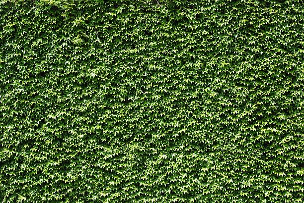 Leaves of Parthenocissus tricuspidata 'Veitchii' or Boston ivy, grape ivy, Japanese ivy or Japanese liana leaves.Wall of house is closed by colorful ivy leaves. Natural decoration of walls of houses.