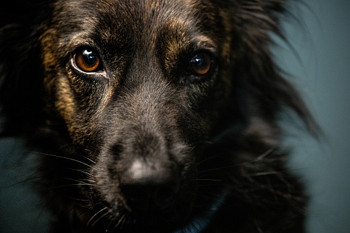 A dog staring straight ahead with a very serious expression