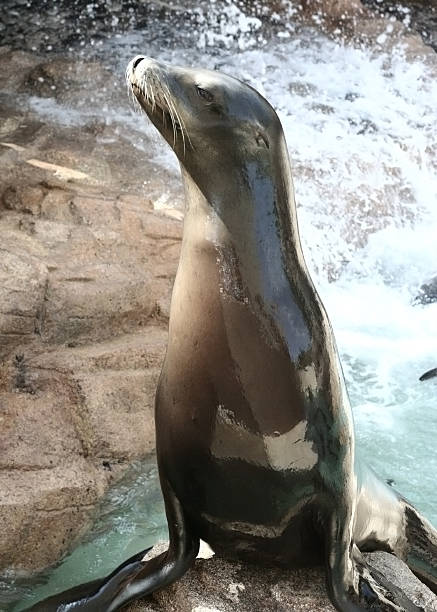 istock Proud Shiny Sea Lion 147093445