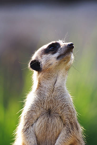 Meerkat stock photo