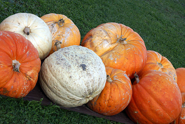 Large Pumpkins stock photo