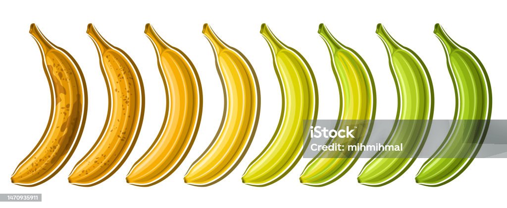 Banana Reference Vector Vector Banana Set Stock Illustration - Download Image Now - Plantain ...