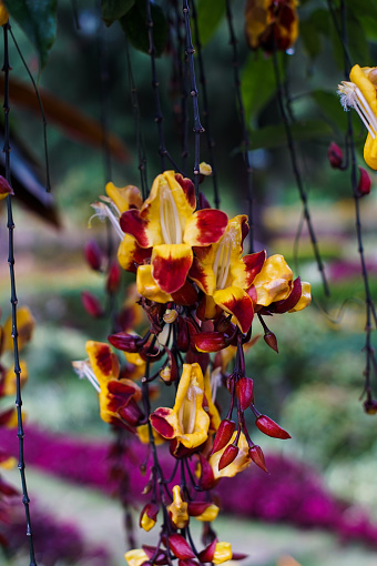 The red and yellow flowers of the Bignonia capreolata plant, also known as the crossvine