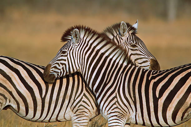 Two zebras criss-crossing (Equus quagga), [t] stock photo