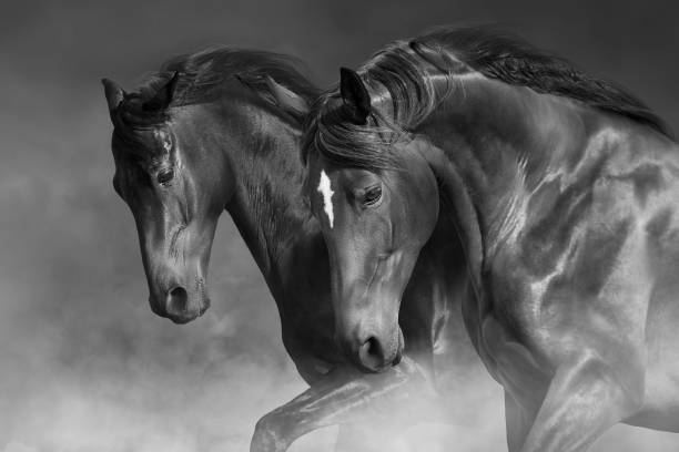 istock Horses in motion  close up 1470936410