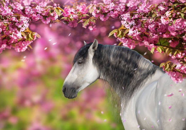 istock White stallion portrait in  spring sakura  blossom tree 1470936412