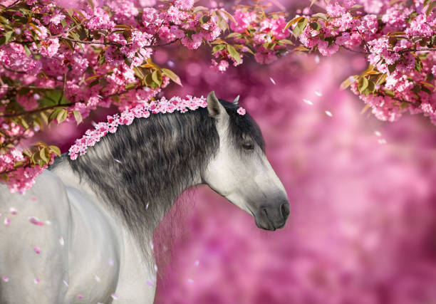 istock White stallion portrait in  spring sakura  blossom tree 1470936414