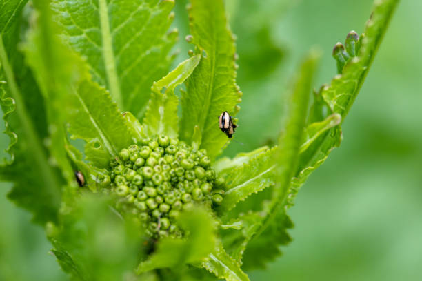 istock close-up flea beetle black insect with dung on leaf 1470936554