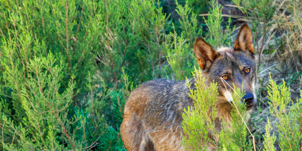 istock Iberian Wolf, Zamora, Spain 1470936565